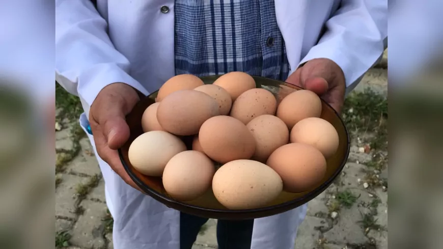 Büyükşehir’den Üreticiye Yüzde 50 Hibeli Yumurta Tavuğu Desteği