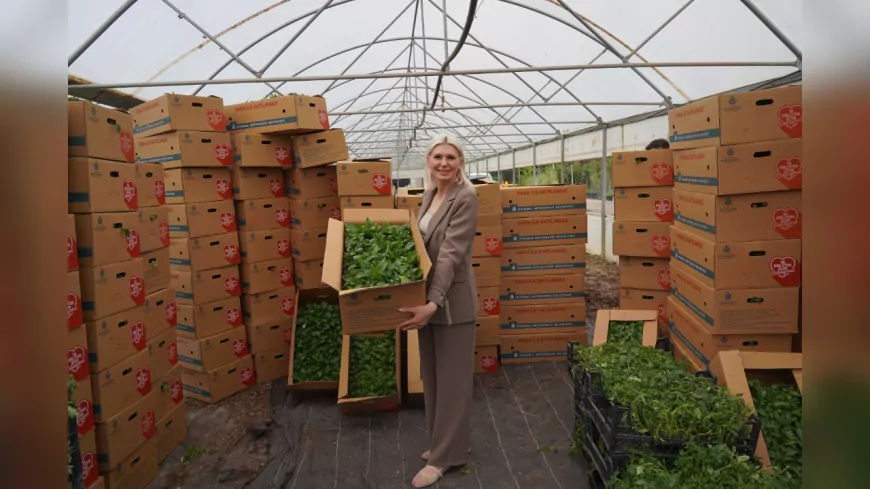 Bilecik Belediyesi’nden Çiftçilere Fide Desteği: 3 Yılda 1 Milyon 700 Bin Fide Dağıtıldı