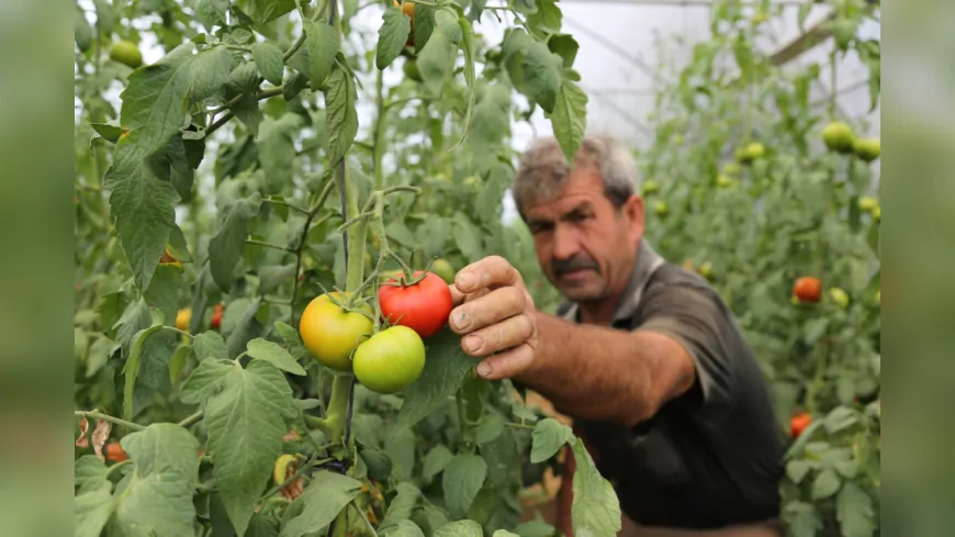 Kocaeli Büyükşehir’den Çiftçiye Yüzde 50 Hibeli Modern Sera Desteği