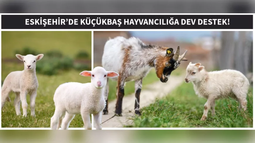 Eskişehir’de Küçükbaş Hayvancılığa 82 Milyon TL’lik Dev Destek