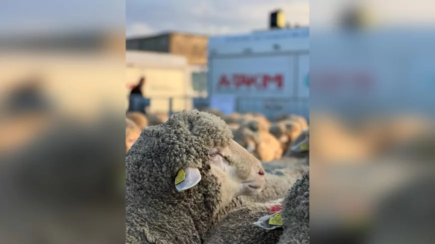Kocaeli Büyükşehir'den Üreticiye Damızlık Koç Desteği