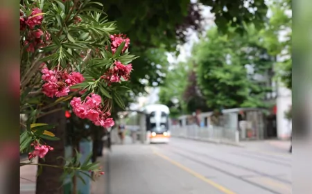 Köprübaşı'na Akdeniz Esintisi: Palmiyeler ve Zakkumlar Yeniden Yerini Aldı