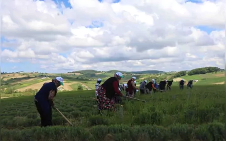 Kocaeli’de Hasat Öncesi Bahar Temizliği: Tıbbi ve Aromatik Bitkilerde Yüksek Verim Bekleniyor