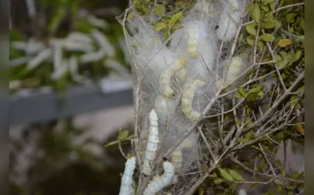 Antalya Büyükşehir’den 51 Üreticiye 1250 İpek Böceği Beslenme Tablası