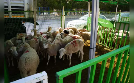 Tepebaşı’nda Kurban Bereketi Paylaşıldıkça Çoğalıyor