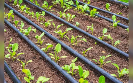 Bursa’da Kırsal Kalkınmaya Büyükşehir Desteği