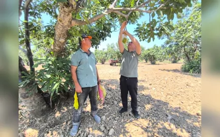 CHP’li Karakoz Germencik’te İncir İlekledi: “Bereketli ve Afatsız Bir Sezon Olsun”