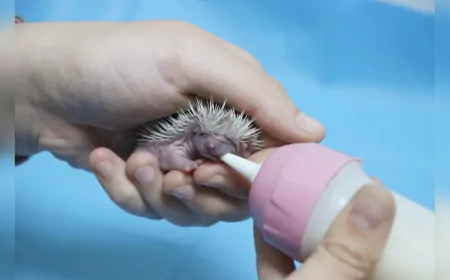 Annesiz Bulunan 3 Yavru Kirpiye Yalova Belediyesi Sahip Çıktı