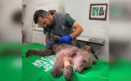 Yaralı Yavru Ayı Ormanya’da Tedavi Altına Alındı