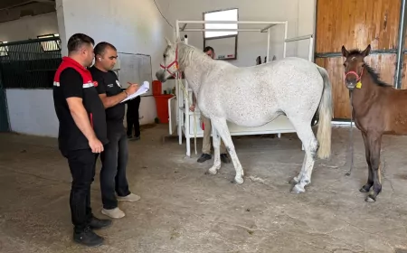 Eskişehir Atçılıkta Yükselişini Sürdürüyor