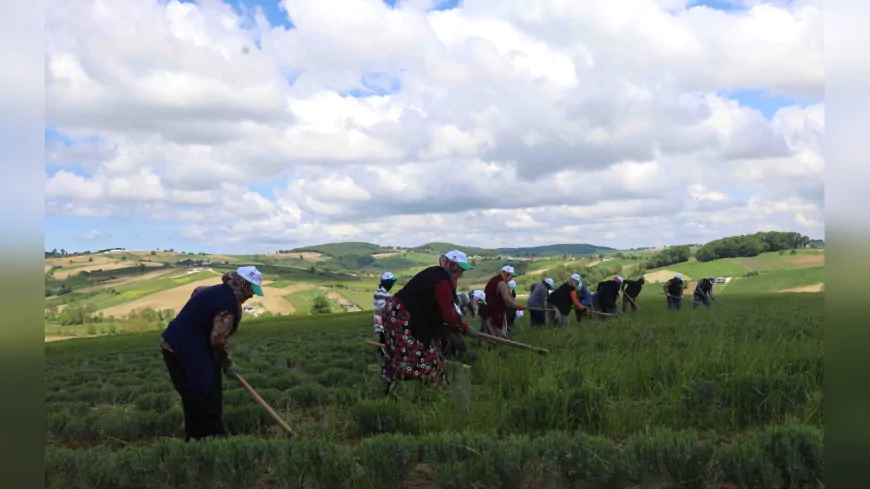 Kocaeli’de Hasat Öncesi Bahar Temizliği: Tıbbi ve Aromatik Bitkilerde Yüksek Verim Bekleniyor
