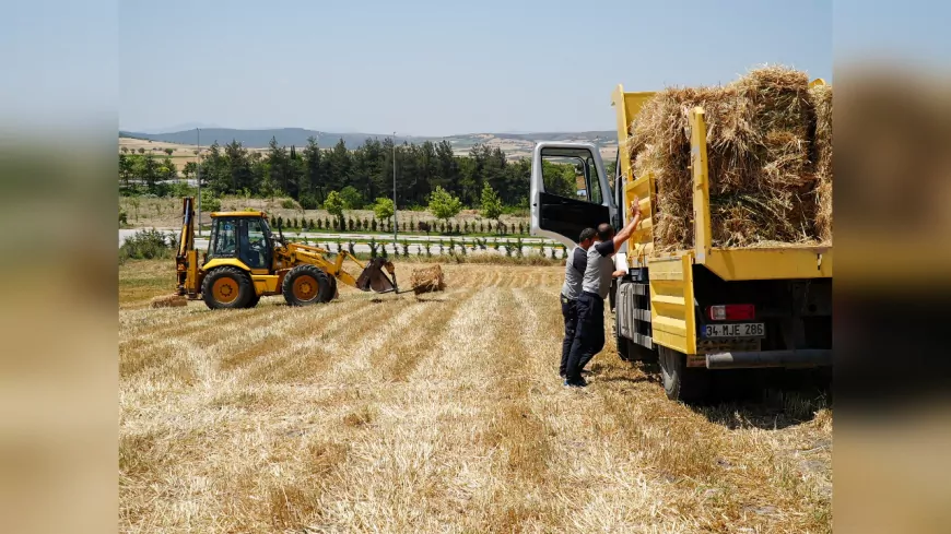 Balıkesir Büyükşehir Kendi Yulafını Ekti, 7.500 Balyalık Verim Elde Etti