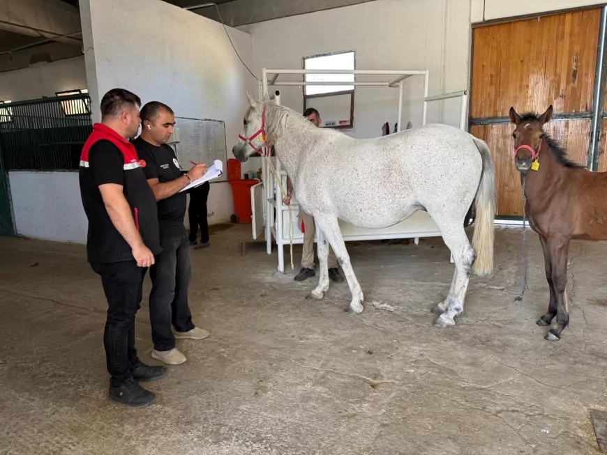 Eskişehir Atçılıkta Yükselişini Sürdürüyor