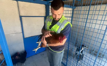 Yangından Kurtarılan Canlar Sahiplerine Kavuştu