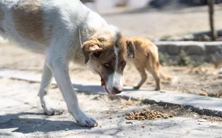 Yangından Kurtarılan “Kaptan” Yeni Yuvasında