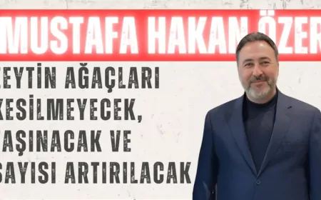 AK PARTİLİ ÖZER: “ZEYTİN AĞAÇLARI KESİLMEYECEK, TAŞINACAK VE SAYISI ARTIRILACAK”
