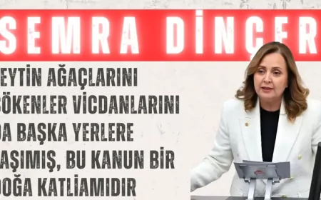 CHP’li Semra Dinçer: “Zeytin ağaçlarını sökenler vicdanlarını da başka yerlere taşımış, bu kanun bir doğa katliamıdır”