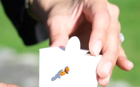 Çorum Belediyesi’nden Yaprak Bitine Karşı Uğur Böcekli Biyolojik Mücadele