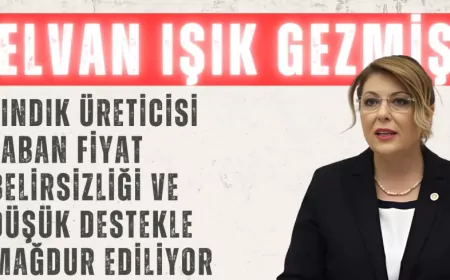 CHP Milletvekili Elvan Işık Gezmiş: "Fındık üreticisi taban fiyat belirsizliği ve düşük destekle mağdur ediliyor"