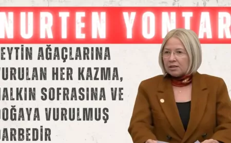 CHP’li Nurten Yontar: “Zeytin ağaçlarına vurulan her kazma, halkın sofrasına ve doğaya vurulmuş darbedir”