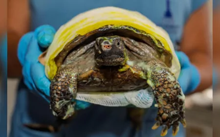 İzmir’de Yangından Kurtarılan Kaplumbağanın Tedavisi Sürüyor