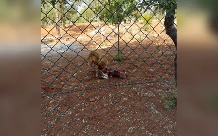 Bornova Gökdere'deki Orman Yangınına Karadan ve Havadan Müdahale Sürüyor