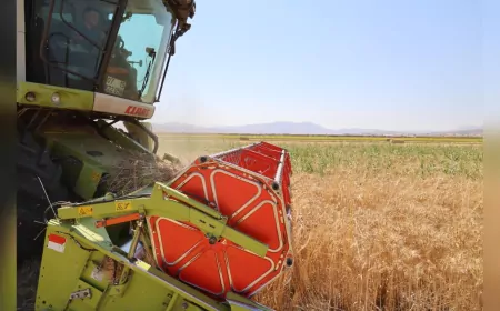 Antalya Büyükşehir Belediyesi’nin Hibe Tohumları Yeşiloba Yaylası’nda Boy Verdi