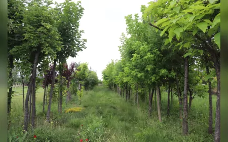 Eskişehir Büyükşehir Belediyesi’nden Ağaç Kesimi İddialarına Açıklama