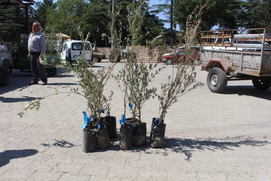 Antalya Büyükşehir’den 2 Bin Üreticiye 40 Bin Zeytin Fidanı Desteği