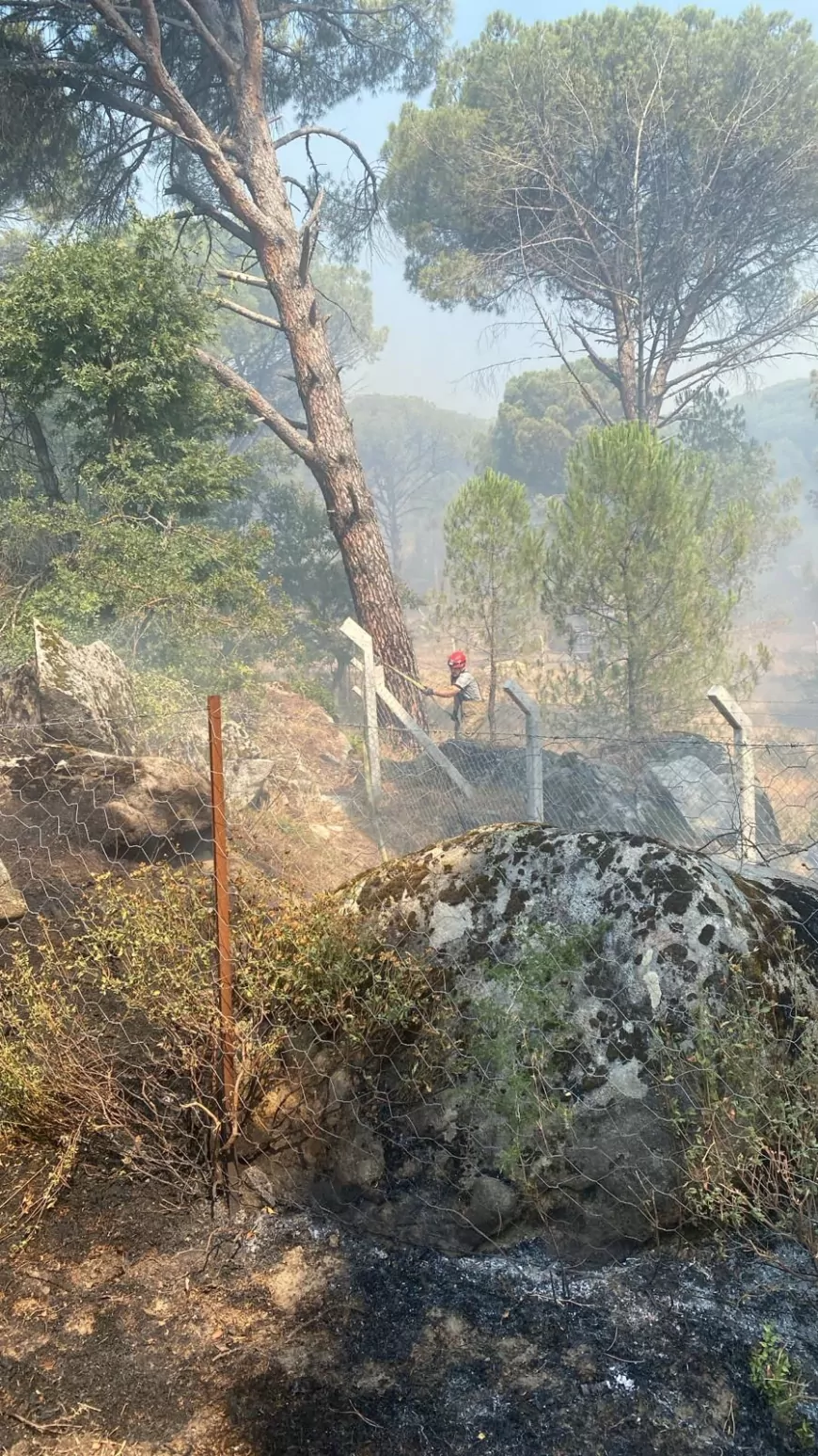 Bergama’da Orman Yangınına Havadan ve Karadan Müdahale