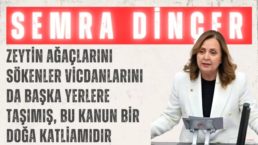 CHP’li Semra Dinçer: “Zeytin ağaçlarını sökenler vicdanlarını da başka yerlere taşımış, bu kanun bir doğa katliamıdır”