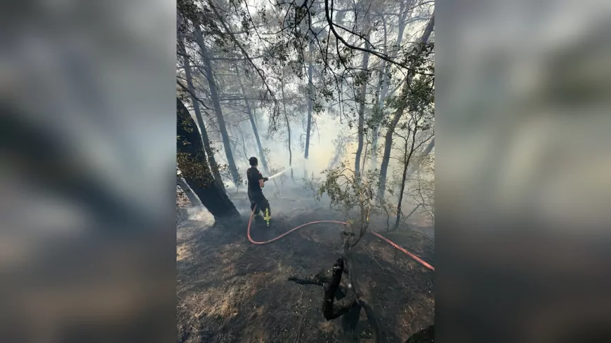 Karamürsel Pazarköy’deki Orman Yangını Kontrol Altında, Soğutma Çalışmaları Sürüyor