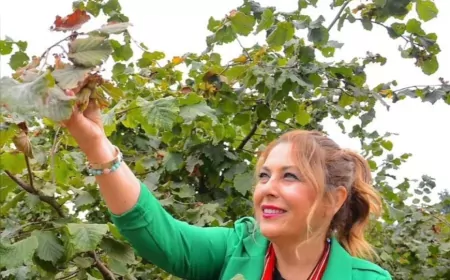 CHP Milletvekili Elvan Işık Gezmiş: "Fındık taban fiyatı maliyetin altında kaldı"