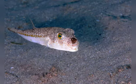 Balon Balığı Avcılığına Yeni Destek: Benekli Tür İçin Ödeme Artırıldı