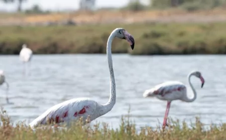 İzmir’de Flamingo Yolu Turları Başladı: Gediz Deltası’nda Doğayla İç İçe Yolculuk