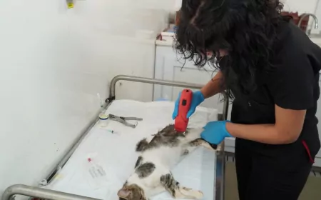 İzmir’de 7 Bin Sokak Kedisi Mobil Araçlarla Kısırlaştırıldı