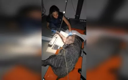 Ateşli Silahla Yaralanan Yaban Domuzu Tedavi Edildi, Doğaya Geri Döndü