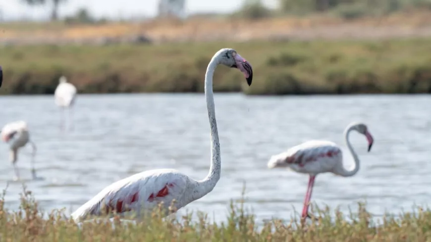 İzmir’de Flamingo Yolu Turları Başladı: Gediz Deltası’nda Doğayla İç İçe Yolculuk