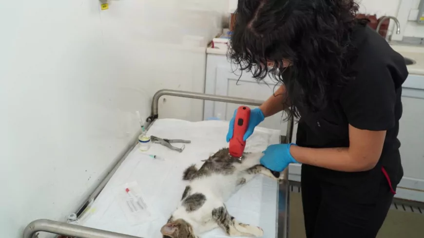 İzmir’de 7 Bin Sokak Kedisi Mobil Araçlarla Kısırlaştırıldı