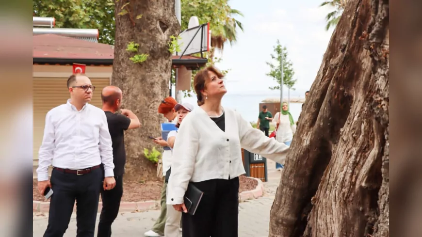 Yalova’da Anıt Ağaçlar Hem Doğaya Hem Kültürel Mirasımıza Sahip Çıkıyor
