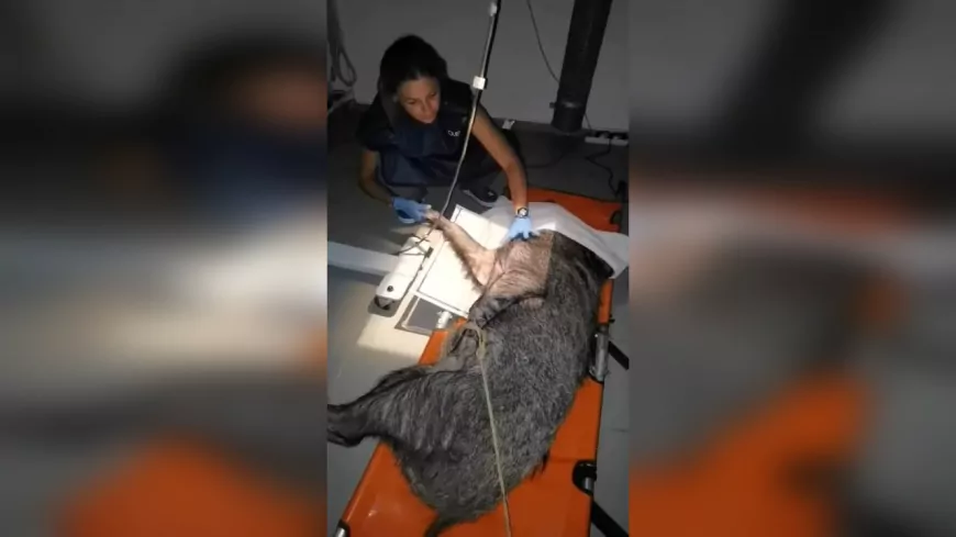 Ateşli Silahla Yaralanan Yaban Domuzu Tedavi Edildi, Doğaya Geri Döndü