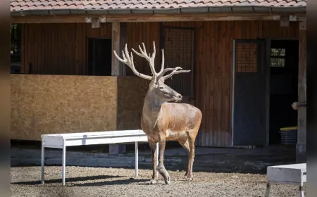 Yaralı Bulunan Kızıl Geyik “Paşa”, Doğal Yaşam Parkı’ndaki Yeni Sürüsüne Katıldı