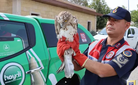 HAYDİ ekipleri 6 ilde yaralı kuşları kurtardı, jandarma doğaya nefes oldu