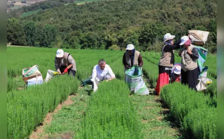 Kocaeli’de Tarım Güçleniyor: Büyükşehir’in Destekleri Çiftçinin Yüzünü Güldürüyor