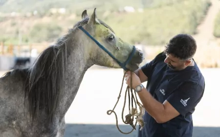 Pako’daki At ve Eşekler Çiftçilere Sahiplenme İmkanıyla Sunuluyor