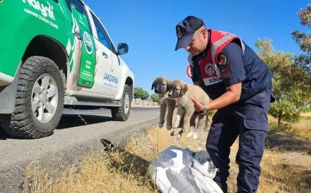 Muş’ta yol kenarında çuvalda bulunan yavru köpekleri jandarma kurtardı