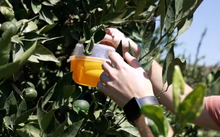 İzmir Büyükşehir’den Karaburunlu Üreticiye Akdeniz Meyve Sineğiyle Mücadelede Büyük Destek