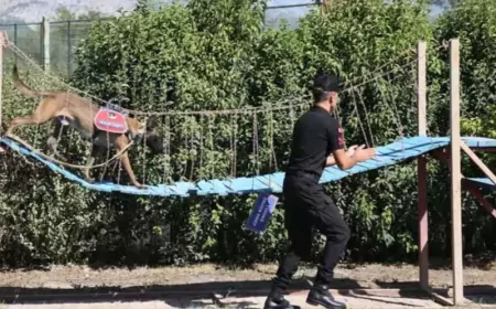 Antalya’da jandarma köpeği ‘Hane’, kundaklama şüphesi olan orman yangınlarının çıkış noktasını tespit ediyor