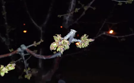 Zirai Don Zararı Gören Çiftçilere Destek Ödemesi Yapılacak