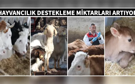 Hayvancılık Destekleri Artıyor: Üreticiye Yeni Dönemde Güçlü Destek